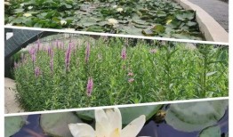 河美吃瓜爆料视频大全最新,揭秘娱乐圈最新热点事件大盘点